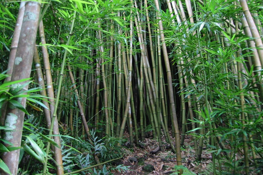 ../image/bamboo forest along pipiwai trail.jpg